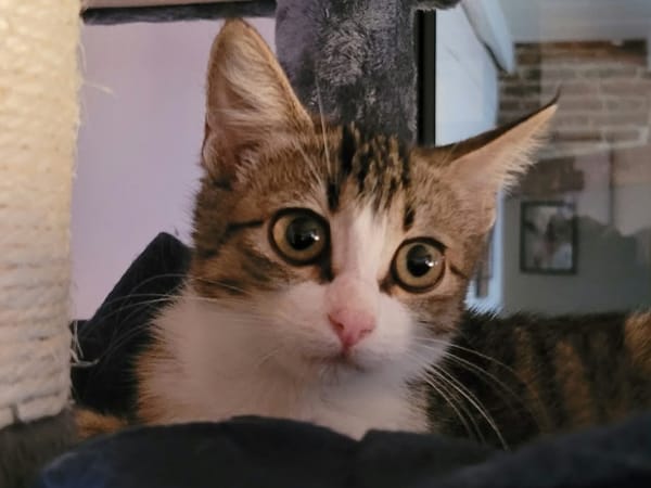 Syra