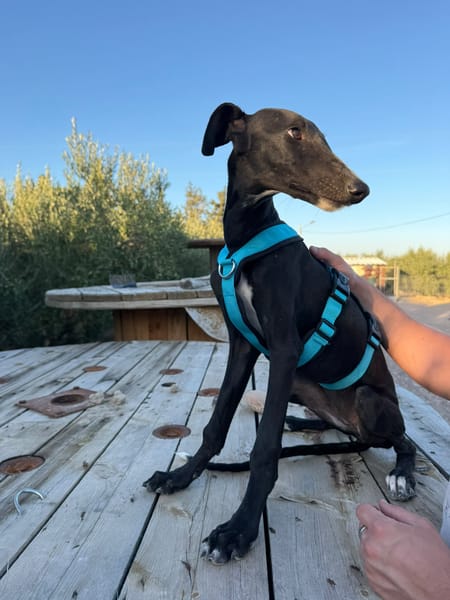 LUNA (Martina)