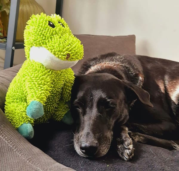 Cachou, douce comme un bonbon