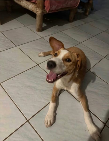 Balto le joyeux créole