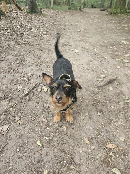 Mogwaï, Mâle, X Yorkshire Terrier, né le 10/10/2023 🐶