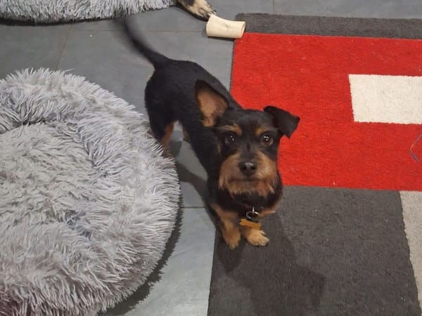 Mogwaï, Mâle, X Yorkshire Terrier, né le 10/10/2023 🐶