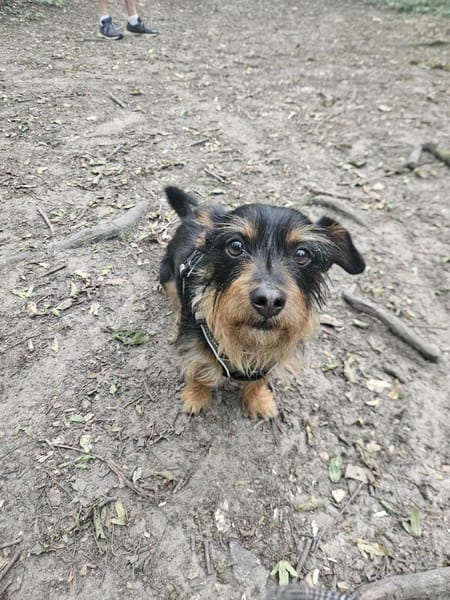 Mogwaï, Mâle, X Yorkshire Terrier, né le 10/10/2023 🐶