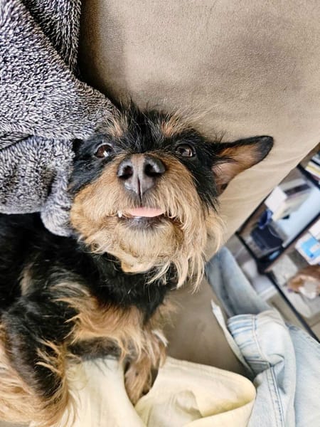 Mogwaï, Mâle, X Yorkshire Terrier, né le 10/10/2023 🐶