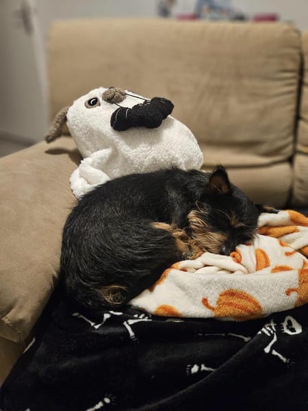 Mogwaï, Mâle, X Yorkshire Terrier, né le 10/10/2023 🐶