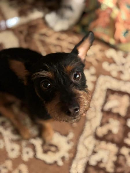 Mogwaï, Mâle, X Yorkshire Terrier, né le 10/10/2023 🐶