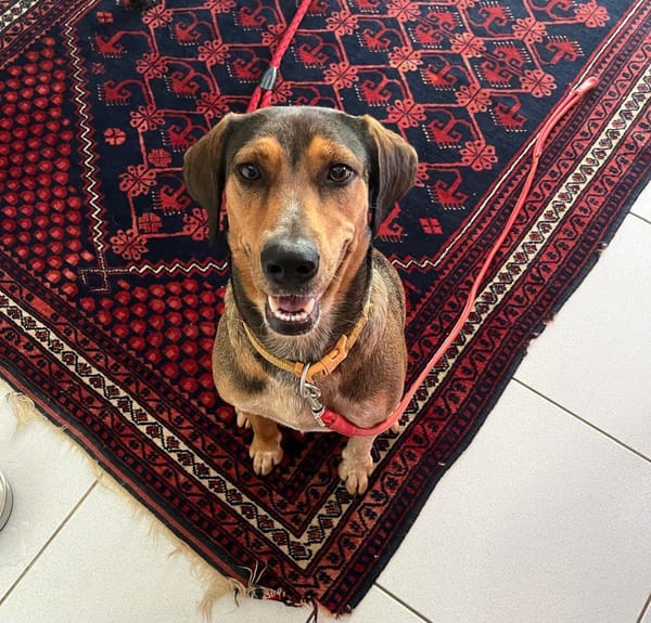 Mama, Femelle, X Berger, née le 25/08/2024 🐶