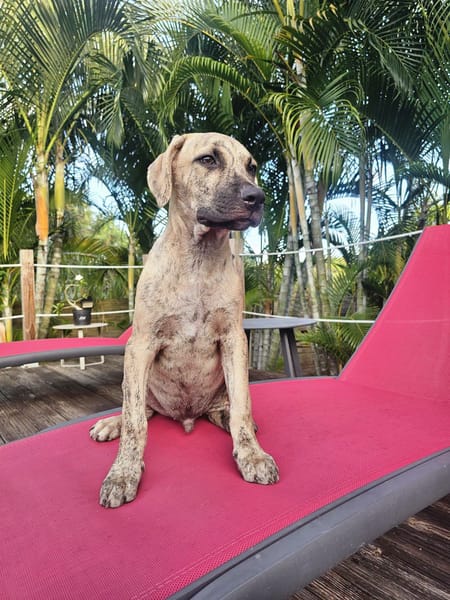 Fenzo, Mâle, X Berger, né le 24/04/2026 🐶