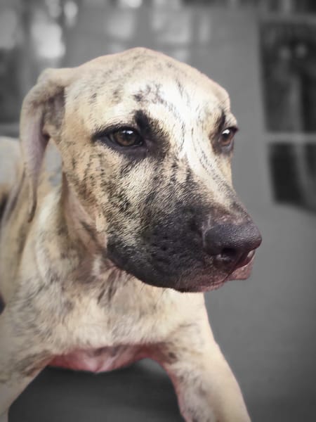 Fenzo, Mâle, X Berger, né le 24/04/2026 🐶