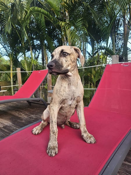 Fenzo, Mâle, X Berger, né le 24/04/2026 🐶