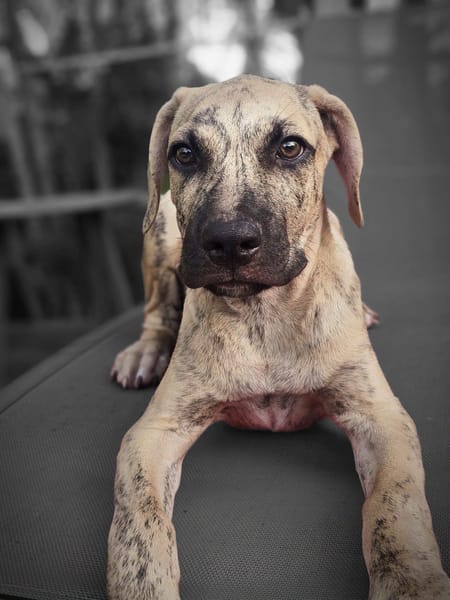 Fenzo, Mâle, X Berger, né le 24/04/2026 🐶