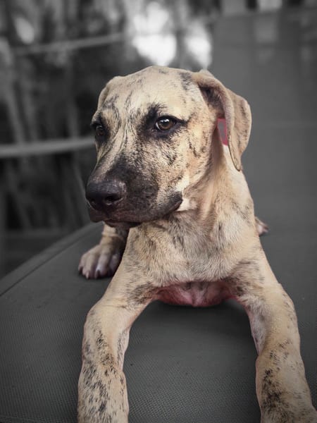 Fenzo, Mâle, X Berger, né le 24/04/2026 🐶