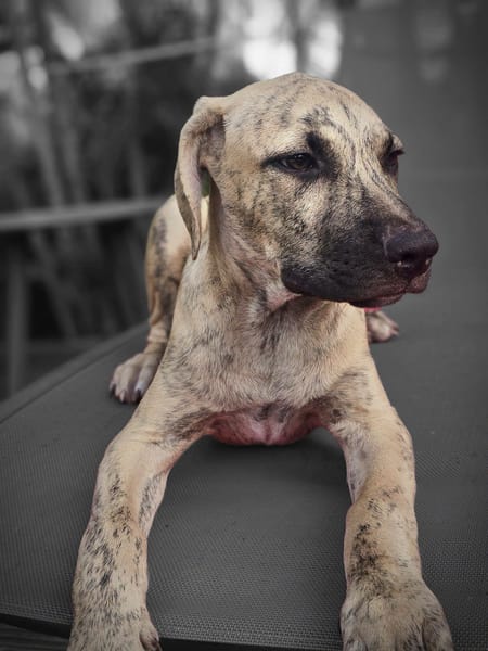 Fenzo, Mâle, X Berger, né le 24/04/2026 🐶