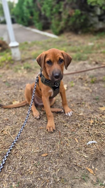 Cavale, Femelle, X Berger, née le 01/06/2026 🐶