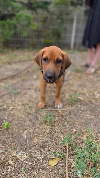Cavale, Femelle, X Berger, née le 01/06/2026 🐶