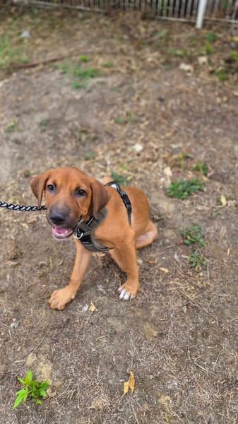 Cavale, Femelle, X Berger, née le 01/06/2026 🐶