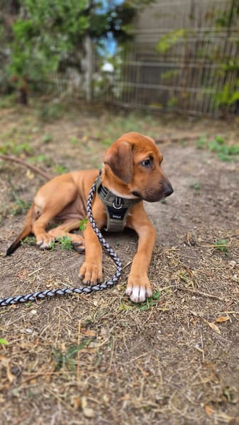 Cavale, Femelle, X Berger, née le 01/06/2026 🐶