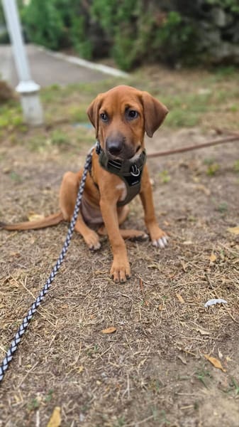 Cavale, Femelle, X Berger, née le 01/06/2026 🐶