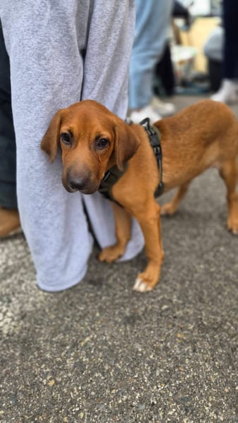Cavale, Femelle, X Berger, née le 01/06/2026 🐶