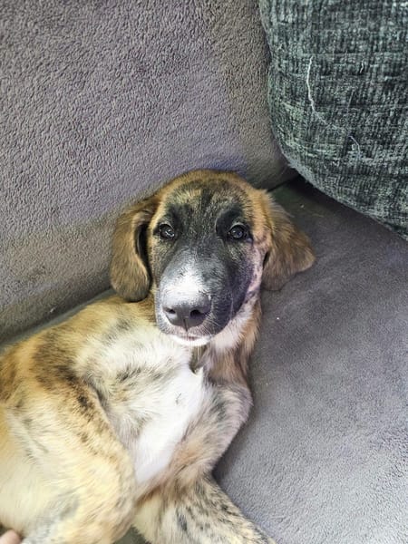 Amaël, Mâle, X Berger, né le 24/04/2026 🐶