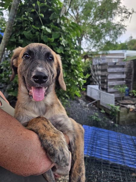 Amaël, Mâle, X Berger, né le 24/04/2026 🐶