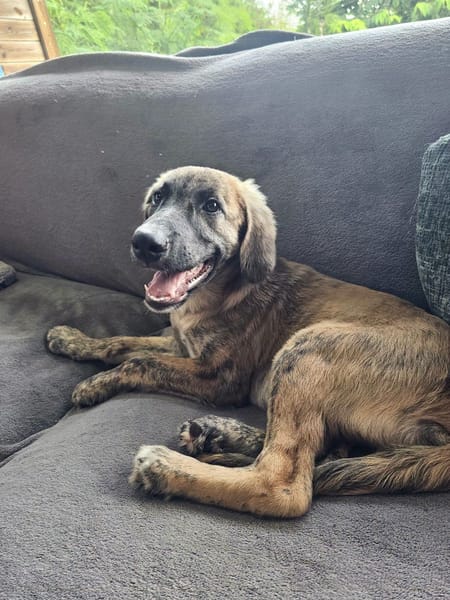 Amaël, Mâle, X Berger, né le 24/04/2026 🐶