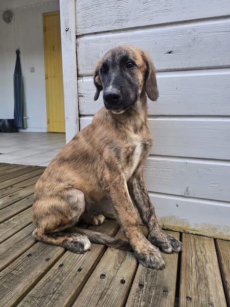 Amaël, Mâle, X Berger, né le 24/04/2026 🐶