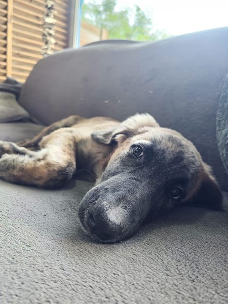 Amaël, Mâle, X Berger, né le 24/04/2026 🐶