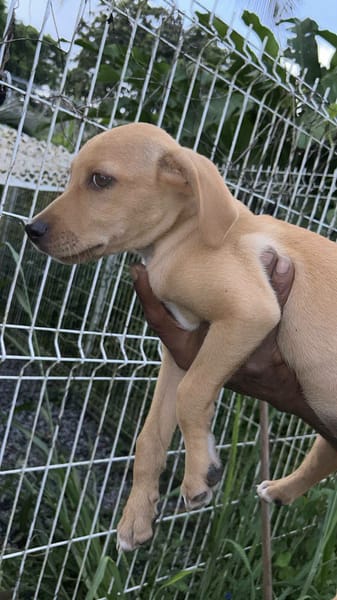 Asco, Mâle, X Berger, né le 01/06/2026 🐶