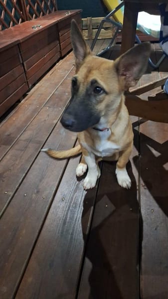 Isis la mini croisée malinoise