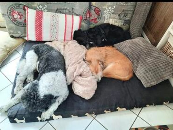 Bobita-kleine Welpin, 5 Monate alt