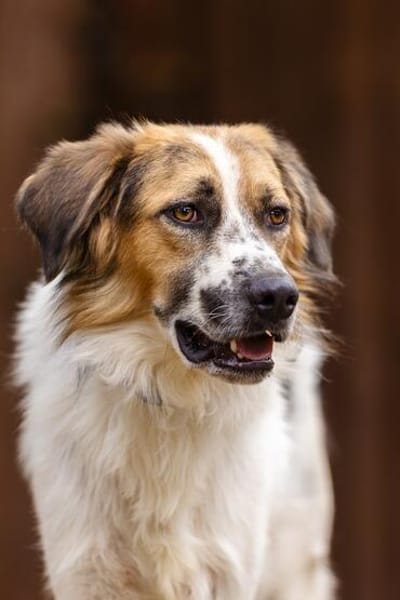 Smile wartet in der Tierherberge Donzdorf