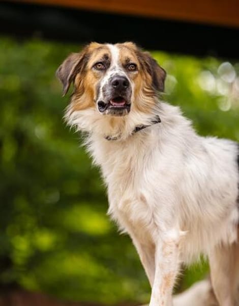 Smile wartet in der Tierherberge Donzdorf