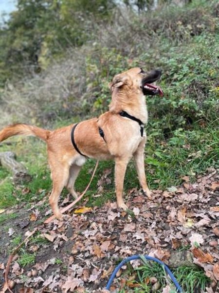 Carlos- besonderer Hund sucht Menschen