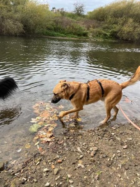 Carlos- besonderer Hund sucht Menschen