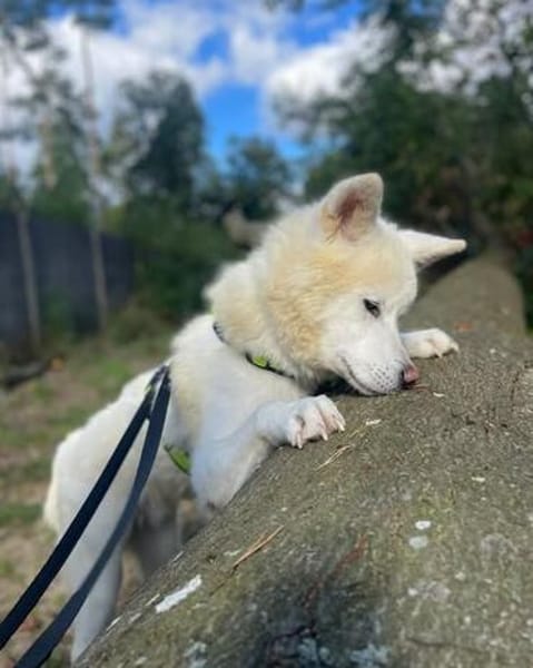 Tofu