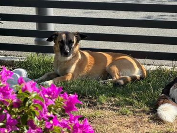 Lillie sucht ihr Für-immer-Zuhause