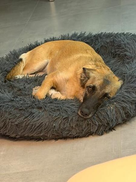 Lillie sucht ihr Für-immer-Zuhause