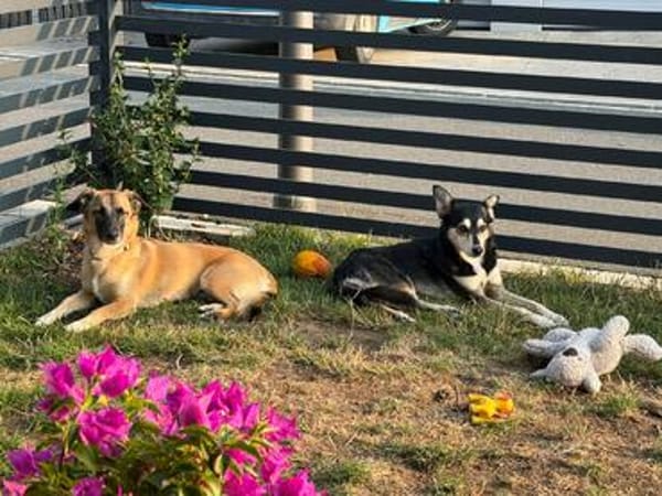 Lillie sucht ihr Für-immer-Zuhause