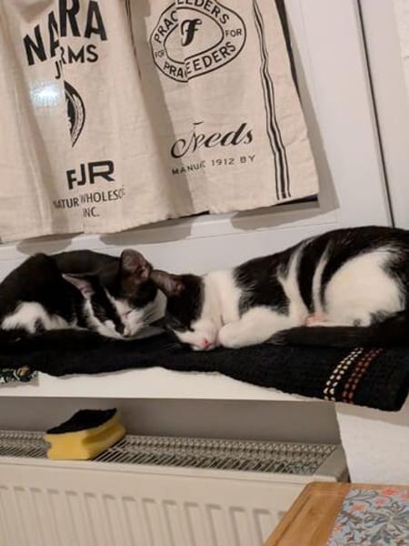 Die hübsche Freya sucht ihr Körbchen