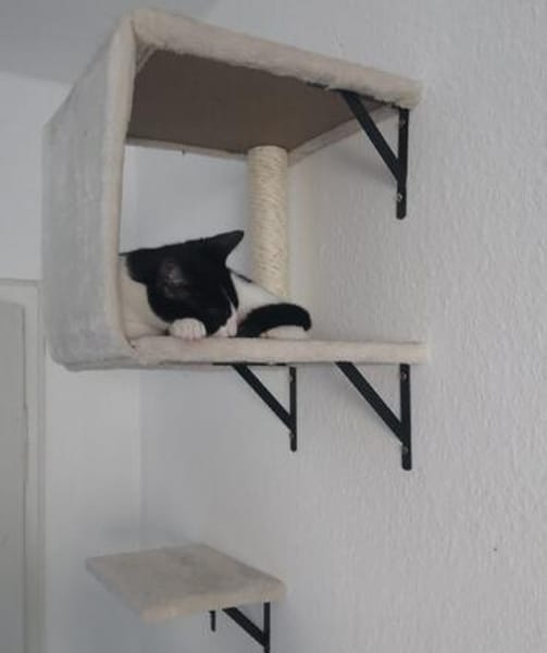 Die hübsche Freya sucht ihr Körbchen