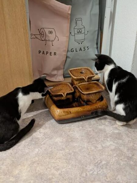 Die hübsche Freya sucht ihr Körbchen