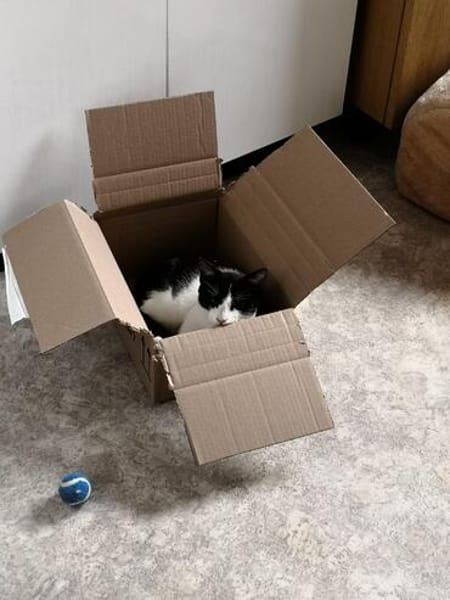 Die hübsche Freya sucht ihr Körbchen