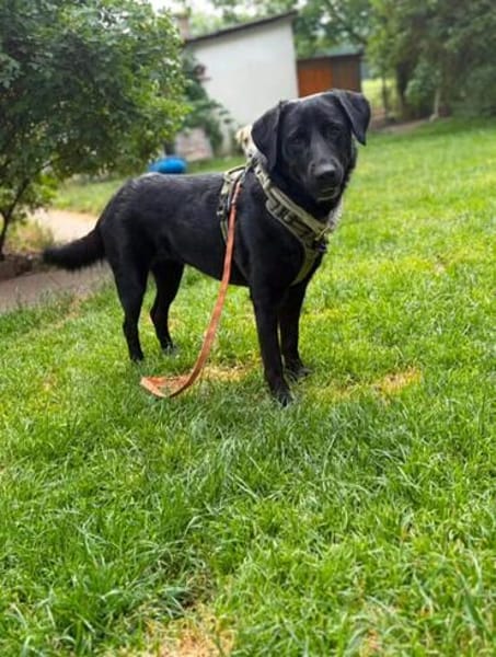 Sally Freundliche Sally sucht ihr aktives Zuhause