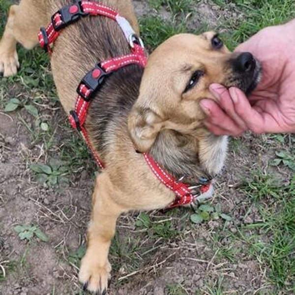 Luna💕sehr menschenbezogene Hündin