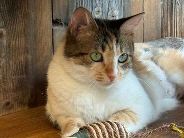 SUNNY, kuschlige, liebenswürdige Kätzin sucht