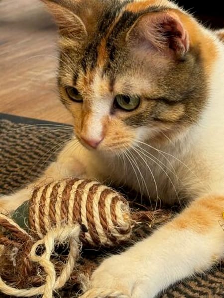 SUNNY, kuschlige, liebenswürdige Kätzin sucht