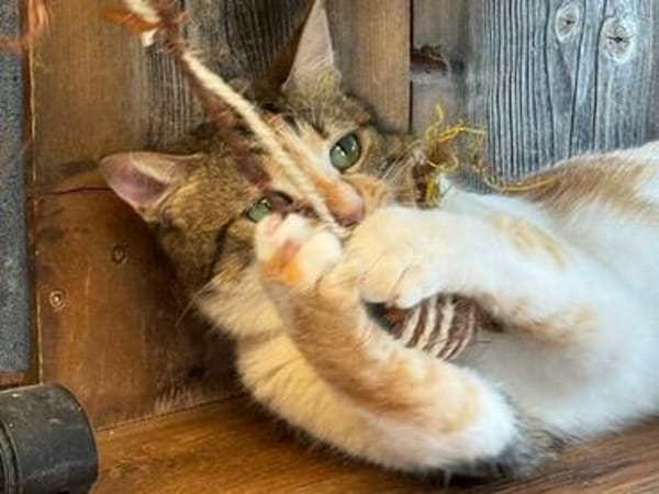 SUNNY, kuschlige, liebenswürdige Kätzin sucht