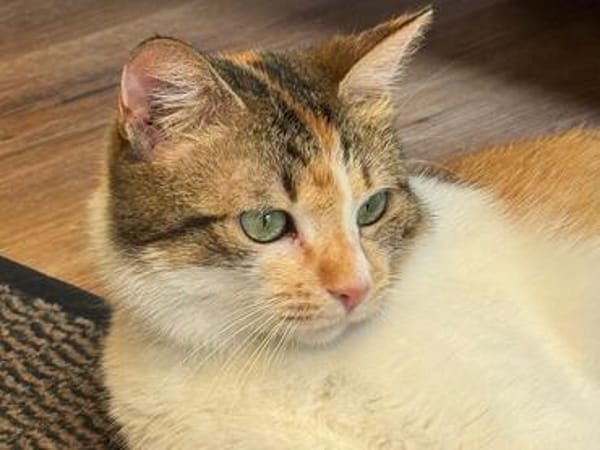 SUNNY, kuschlige, liebenswürdige Kätzin sucht