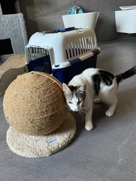 Süße Lumi sucht ein Zuhause